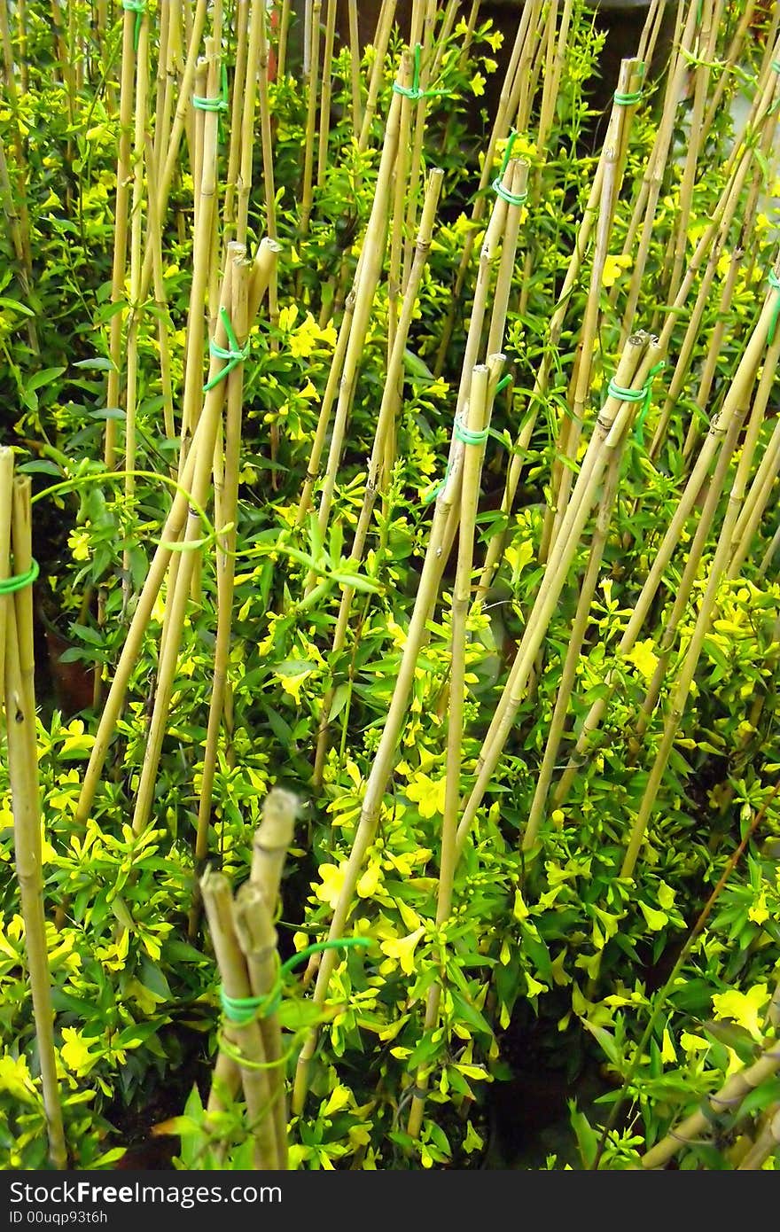 Climbing flowers nursery