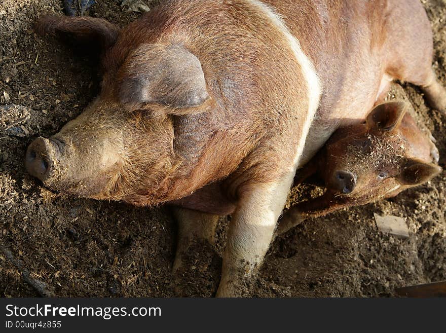 Ugly dirty and funny pig laying in the mud. Ugly dirty and funny pig laying in the mud