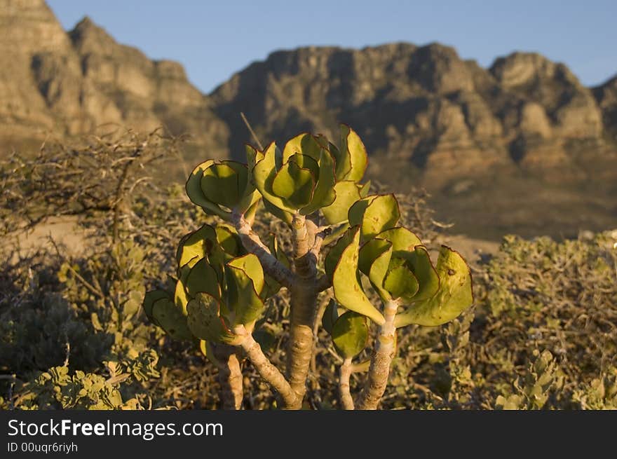 Close Up of Plant with unfocussed mountains behind. Close Up of Plant with unfocussed mountains behind