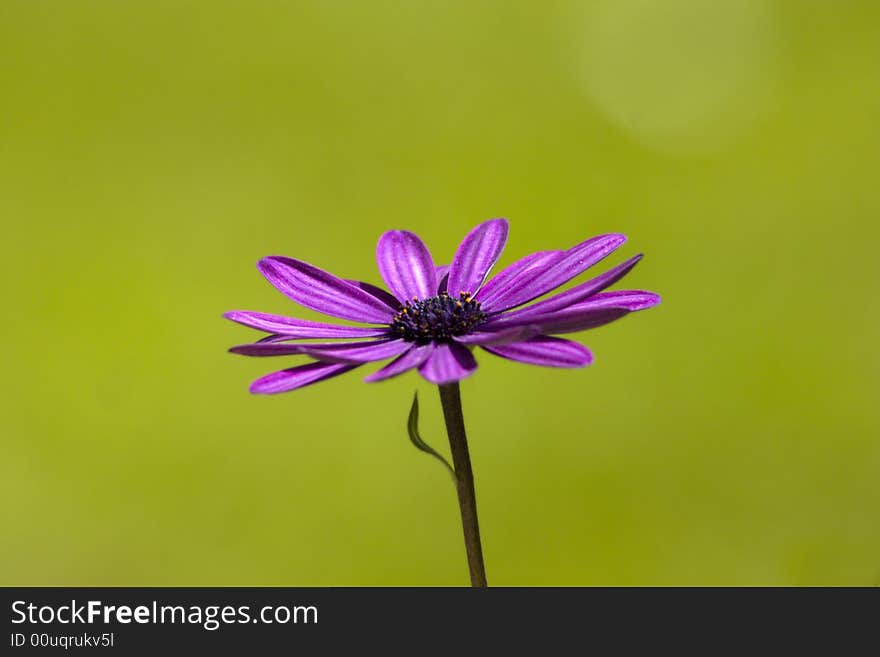 Purple Flower