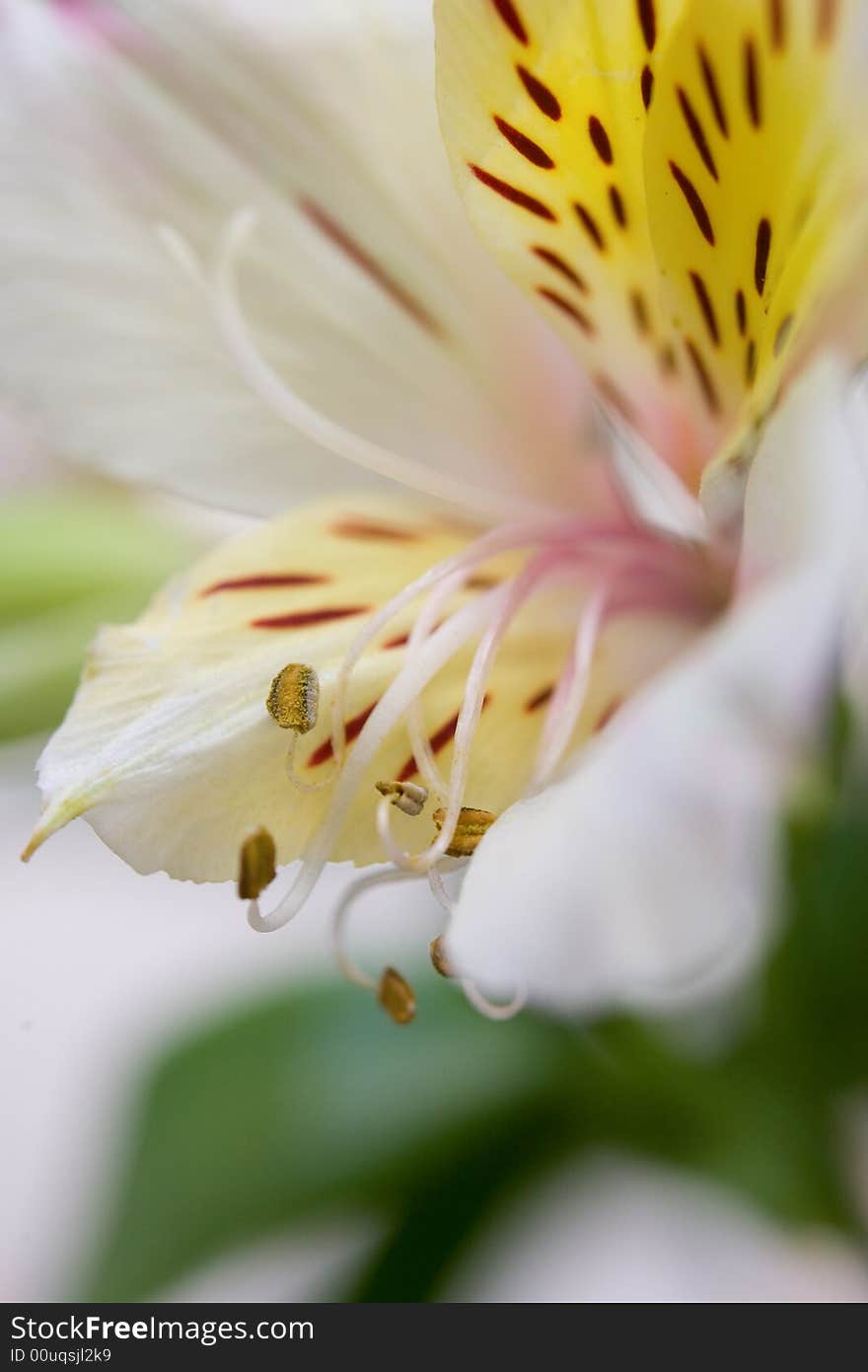 Bright tiger lily close-up background