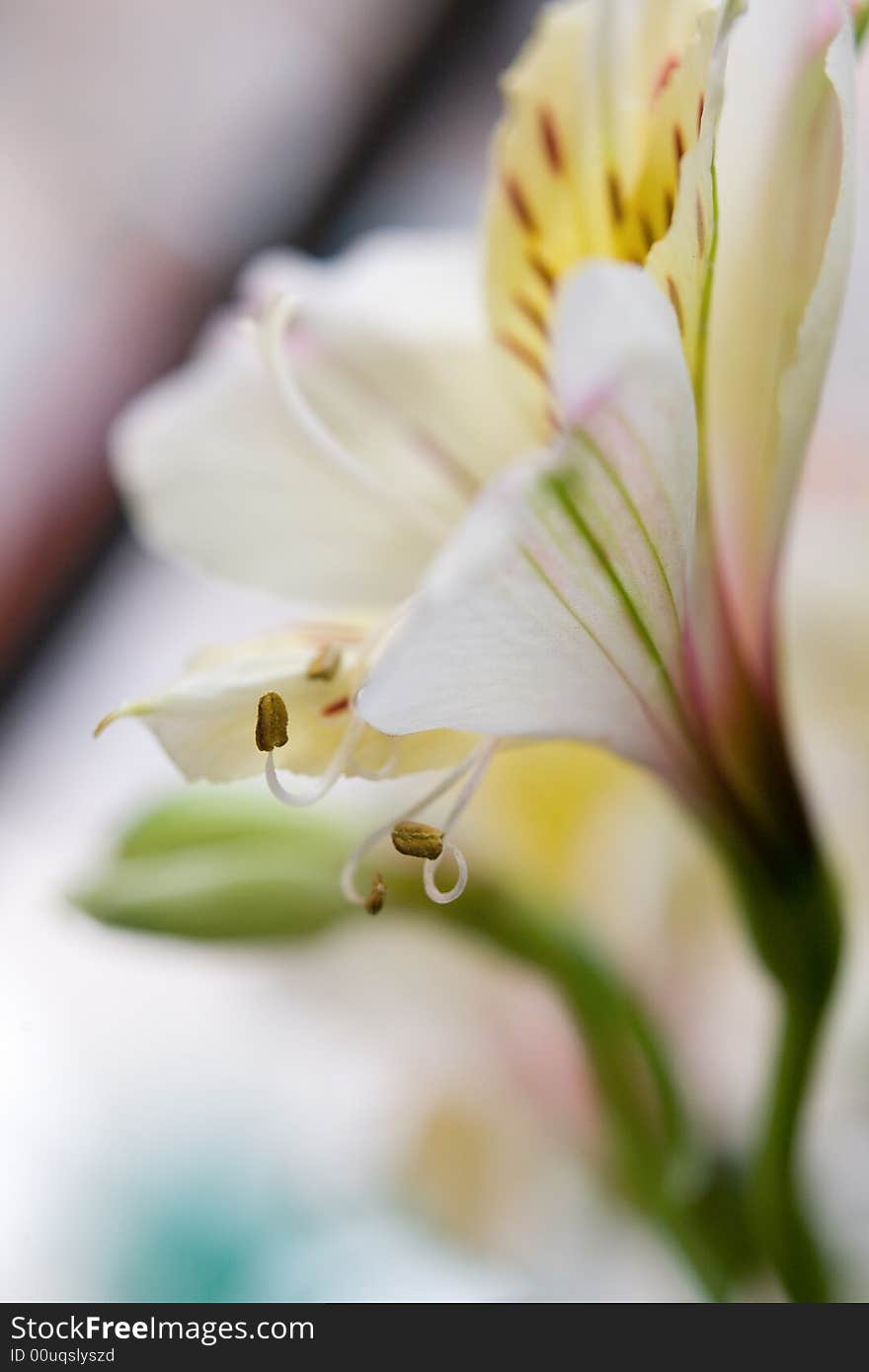 Bright tiger lily close-up background