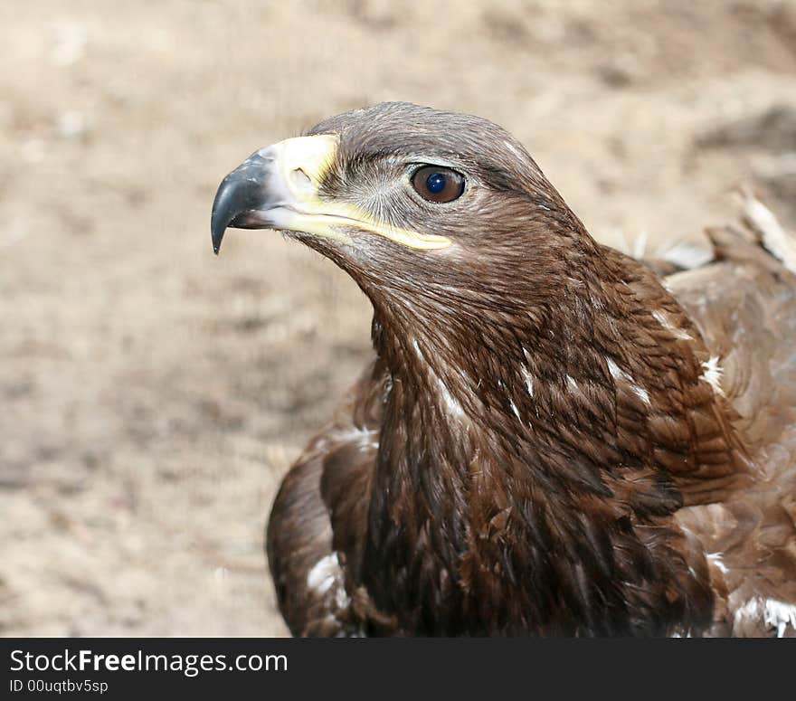 Eagle