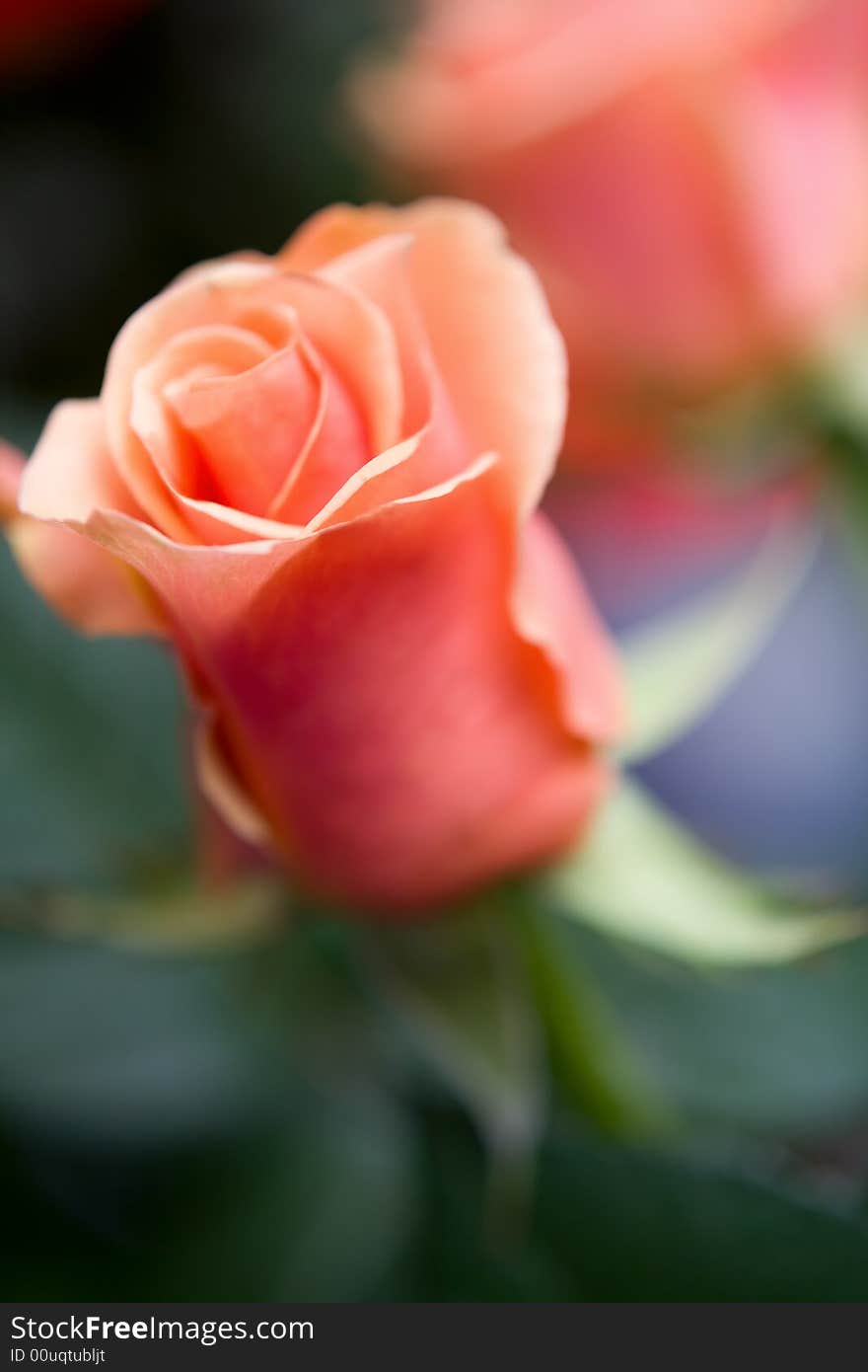 Beautiful flower background macro shot