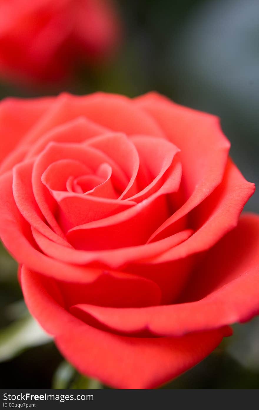 Beautiful flower background macro shot