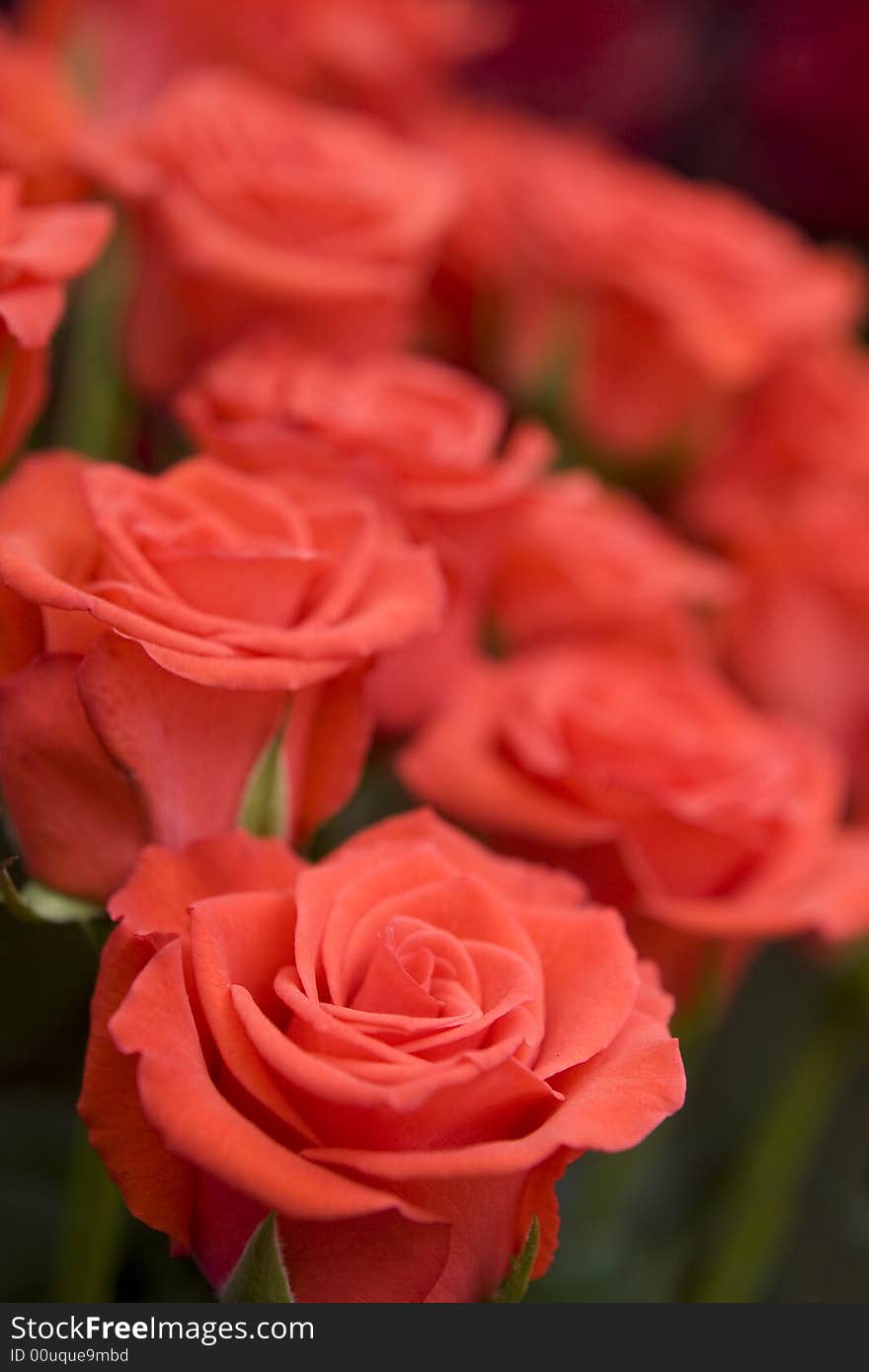 Beautiful flower background macro shot