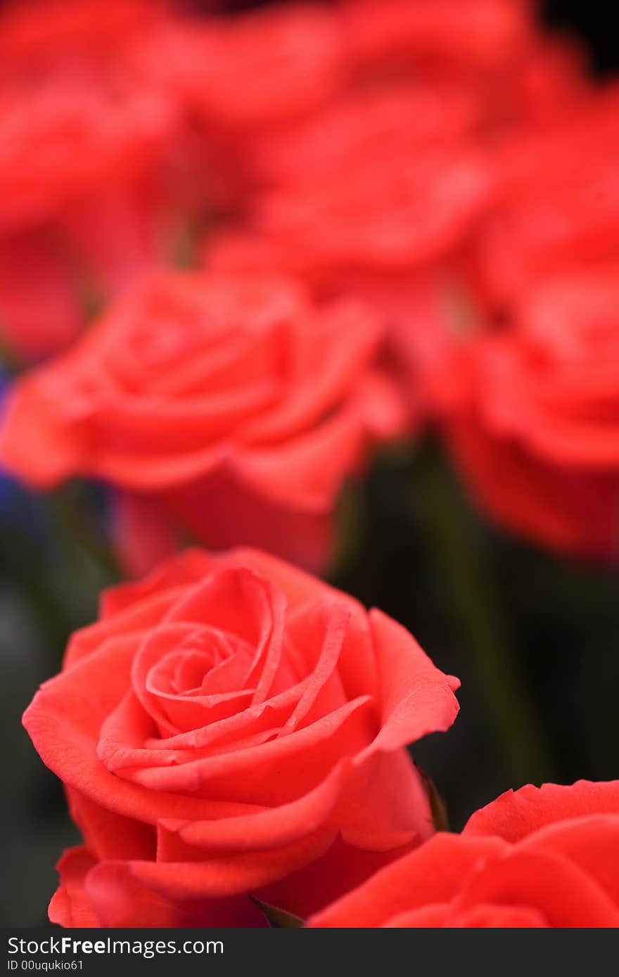 Beautiful flower background macro shot