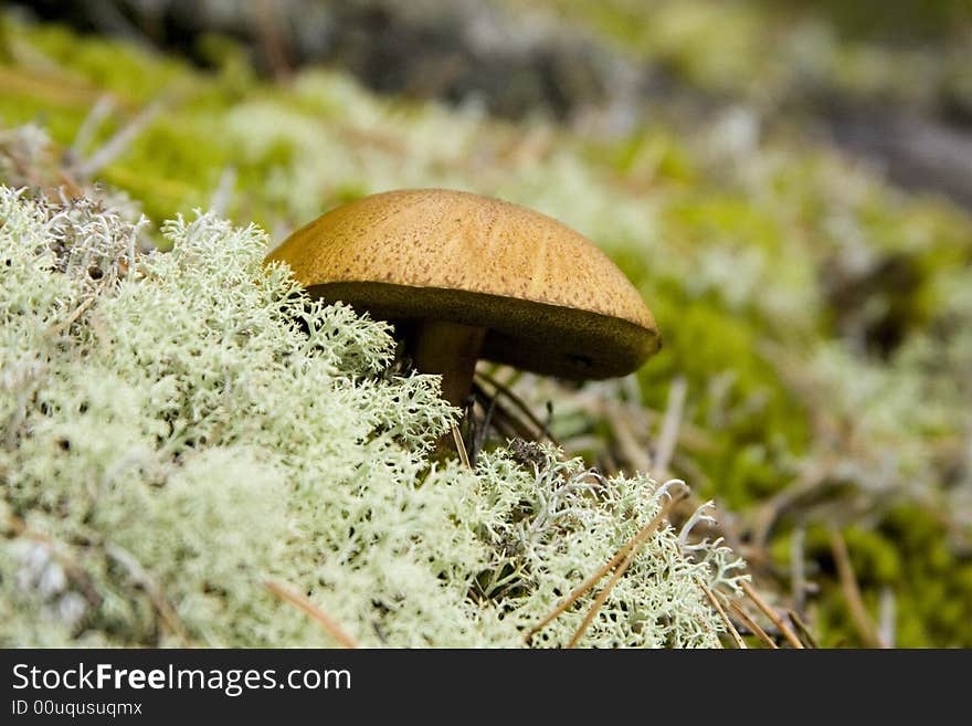 Wild mushroom