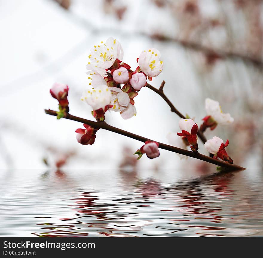 Blossoming branch