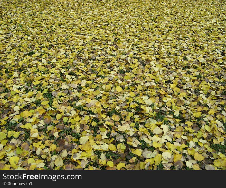 Carpet of fallen leaves