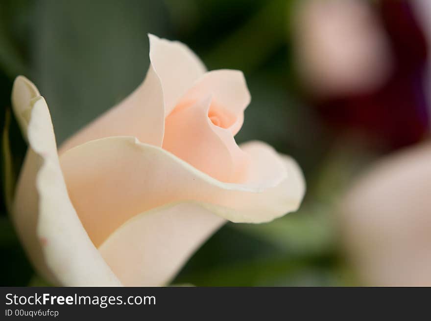 Beautiful flower background macro shot