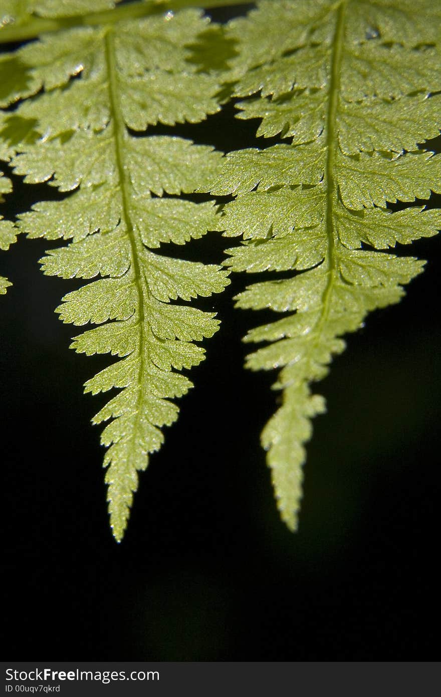 Ferns against black