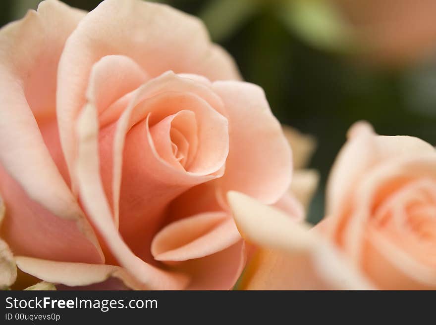 Beautiful flower background macro shot