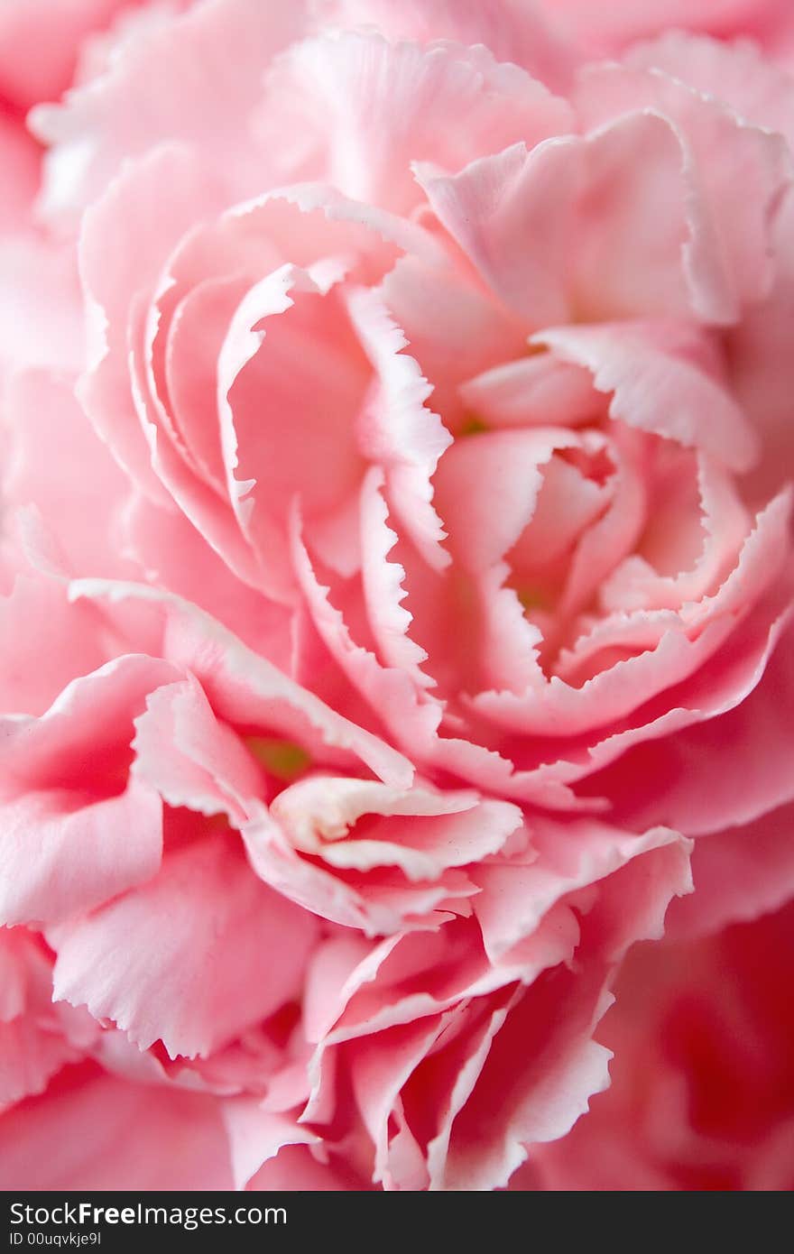 Beautiful flower background macro shot