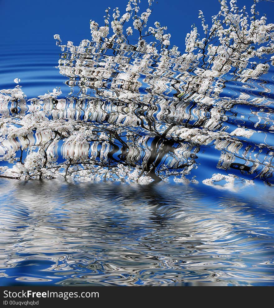 Blossoming tree reflected in water ripples