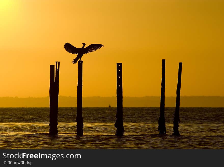 A cormorant stretching its wings at dawn in the Solent. A cormorant stretching its wings at dawn in the Solent