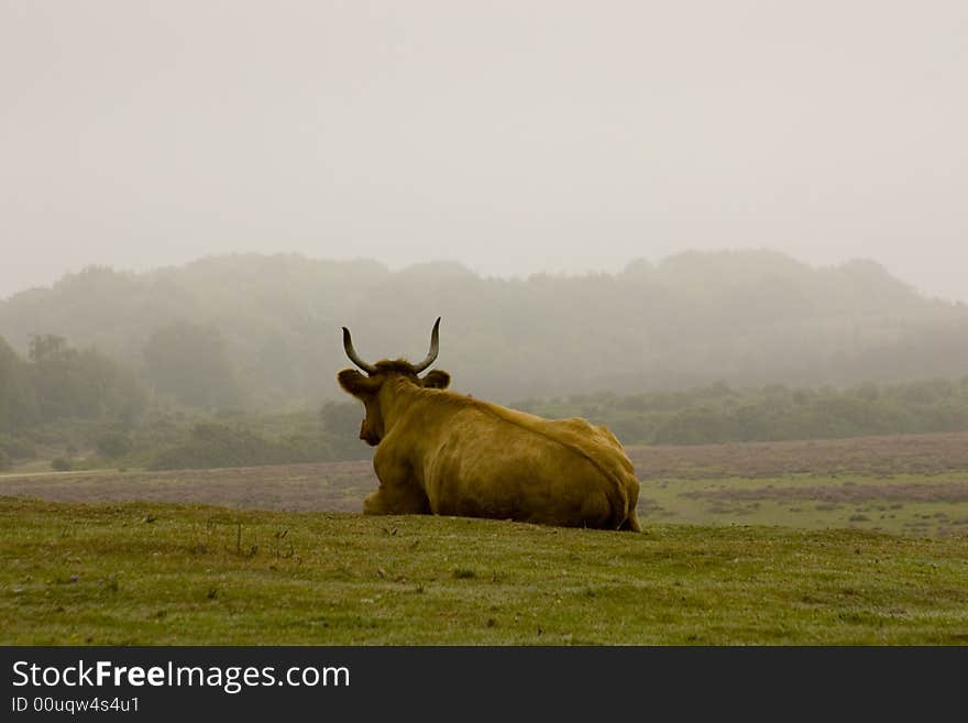 A lonesome cow ruminating in the New Forest, Hampshire, in England