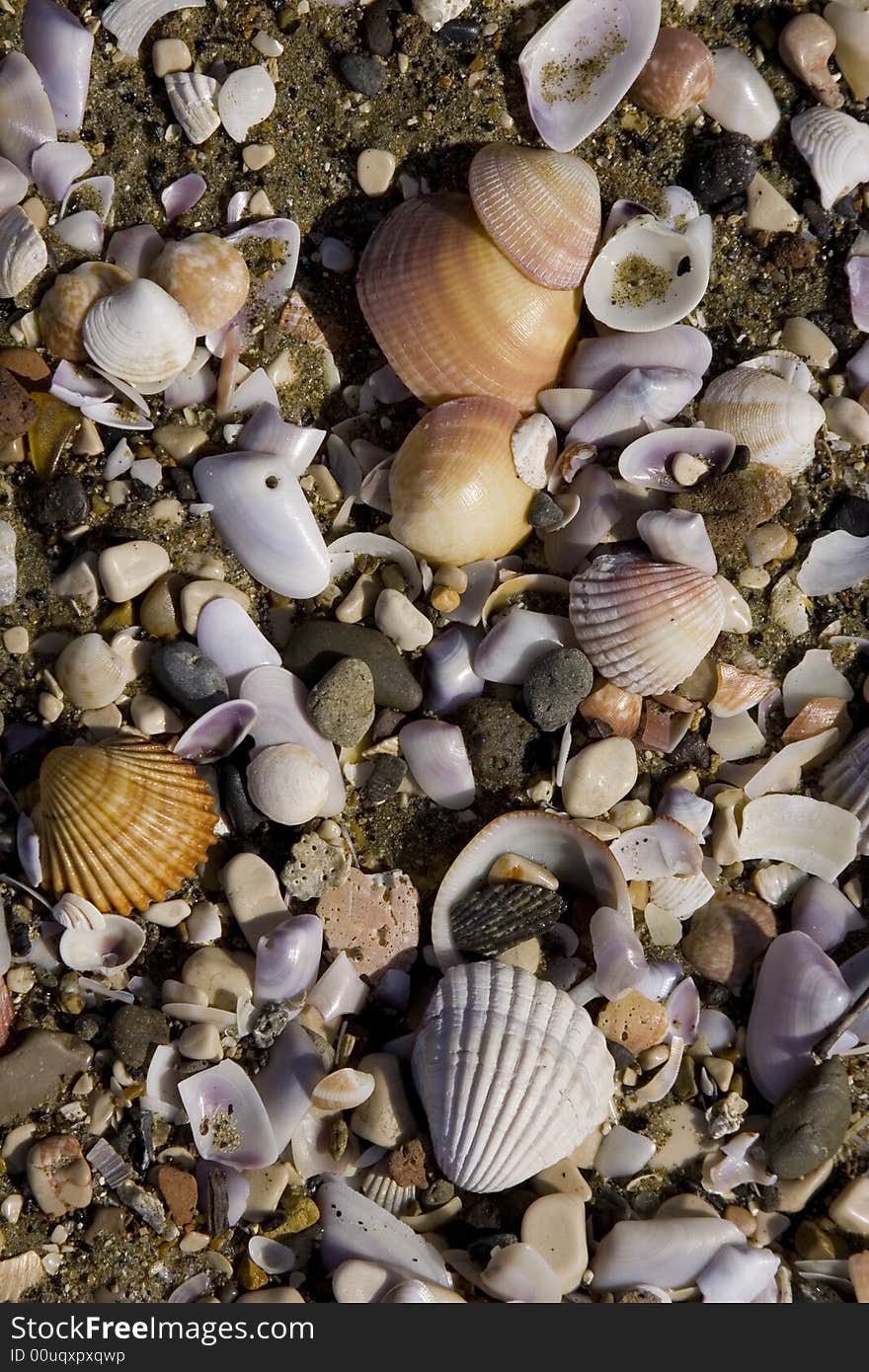 Detail of sea shells on a sandy mediterranean beach. Detail of sea shells on a sandy mediterranean beach