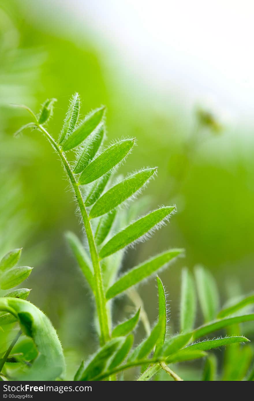 Spring botanical close-up background