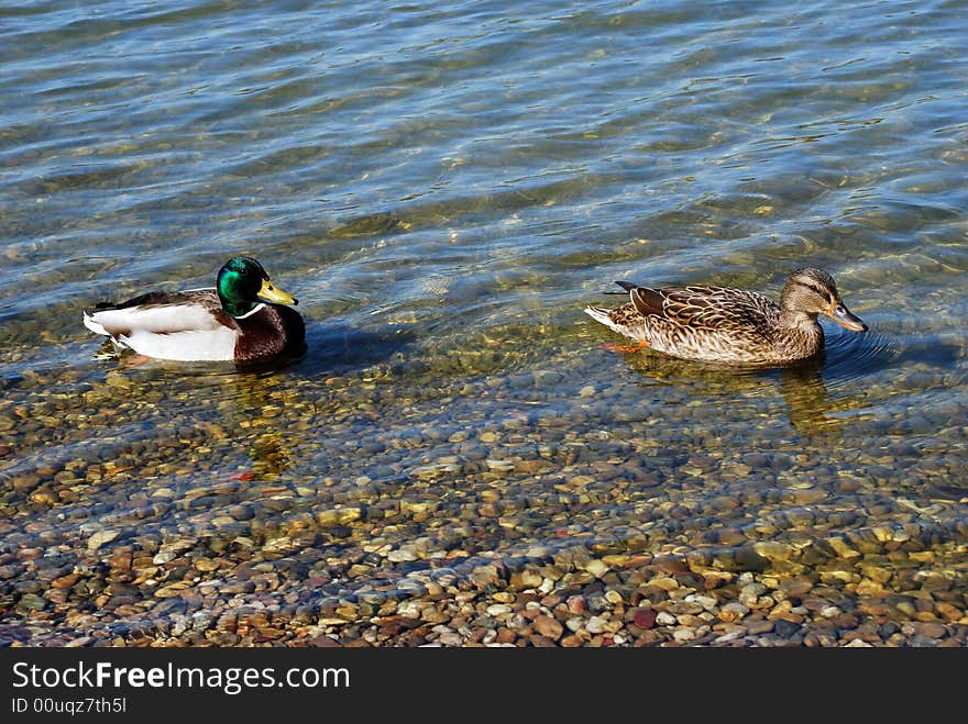 Duck couple over transparent water swimming. Duck couple over transparent water swimming