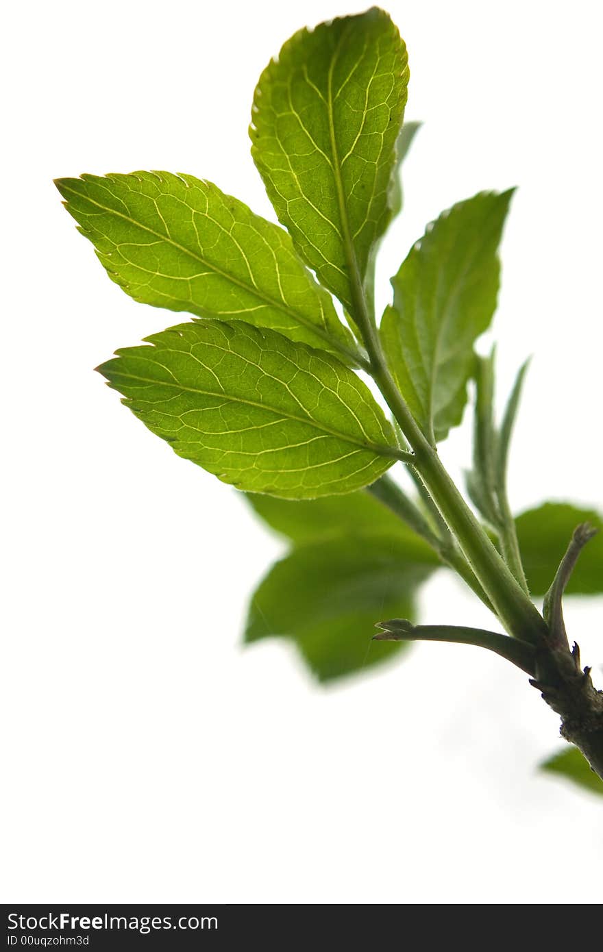 Spring Botanical Close-up Background