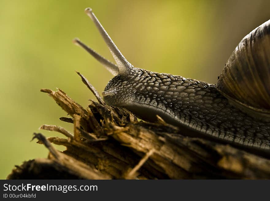 Close up photo of a snail