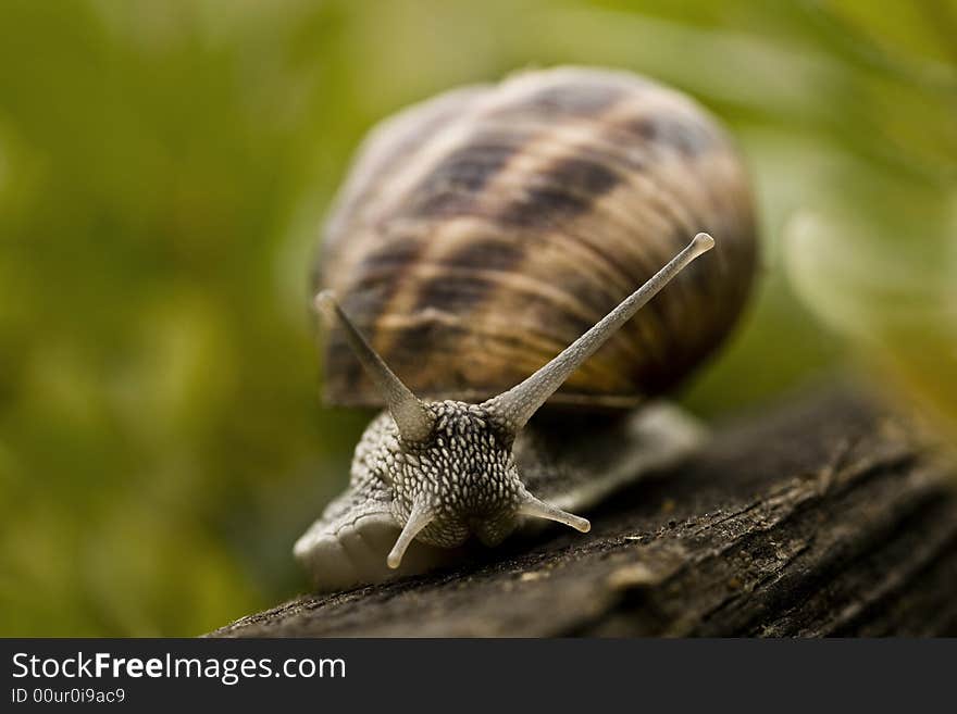 Close up photo of a snail