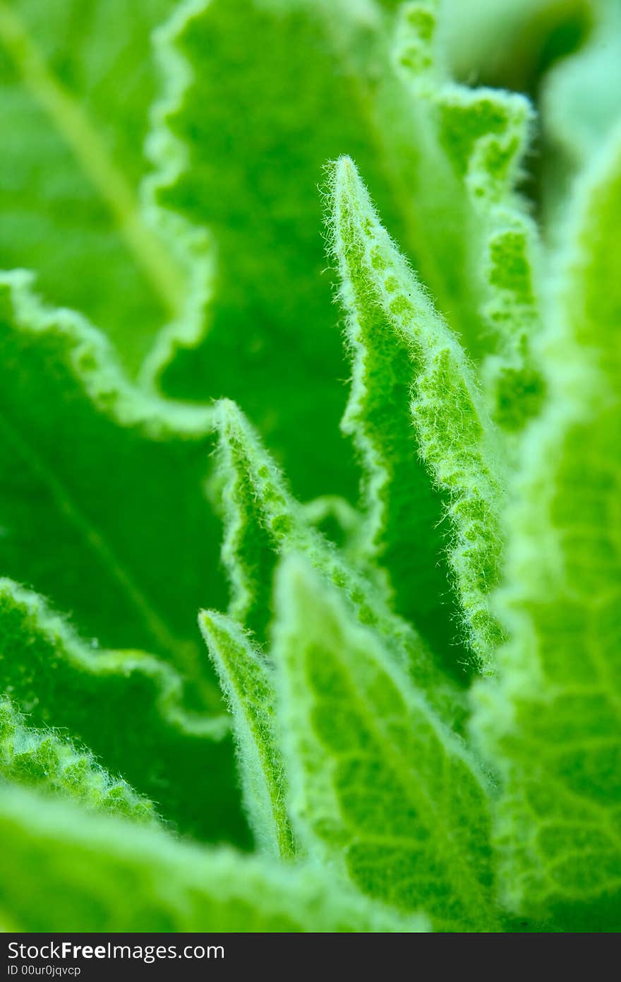 Spring Botanical Close-up Background