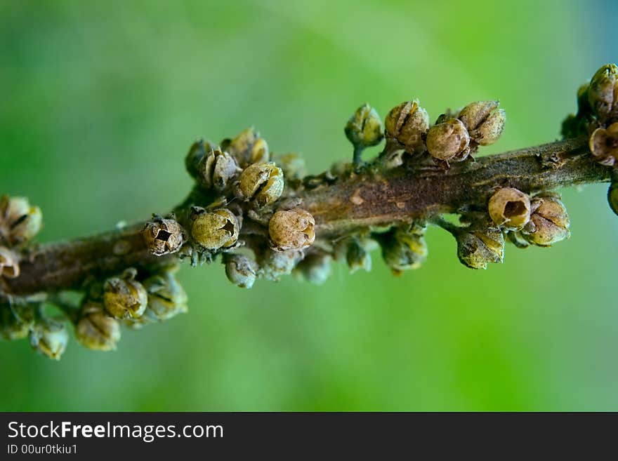 Spring Botanical Close-up Background