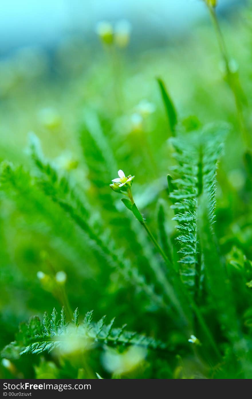 Spring Botanical Close-up Background