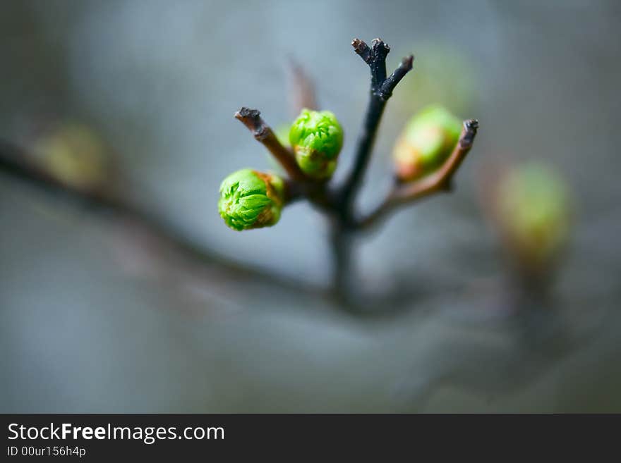 Spring botanical close-up background