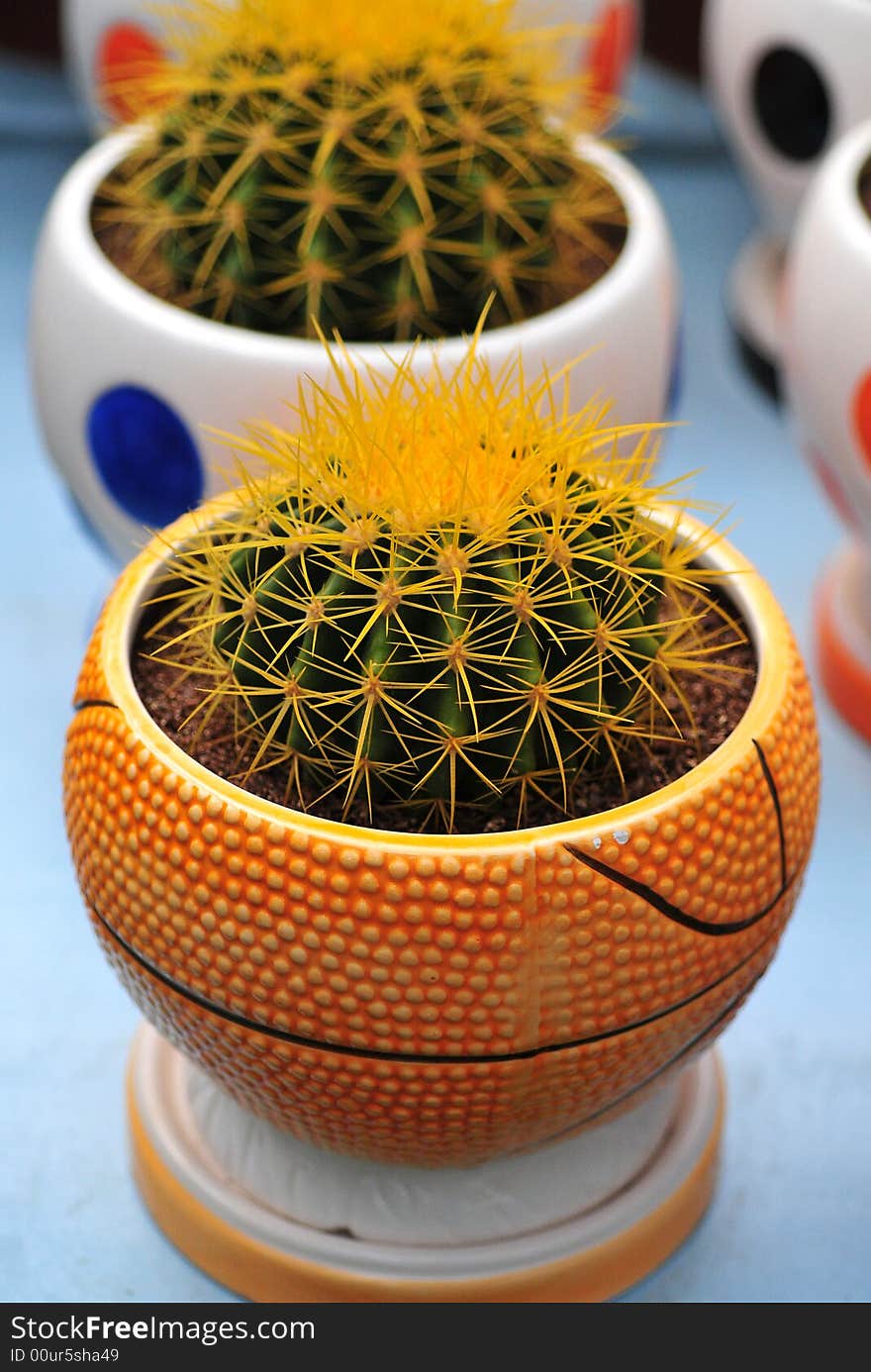 Cactus in basket bowl