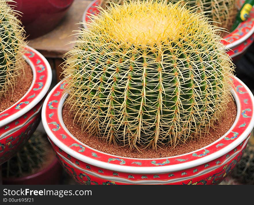 Cactus in the bowl, cactis