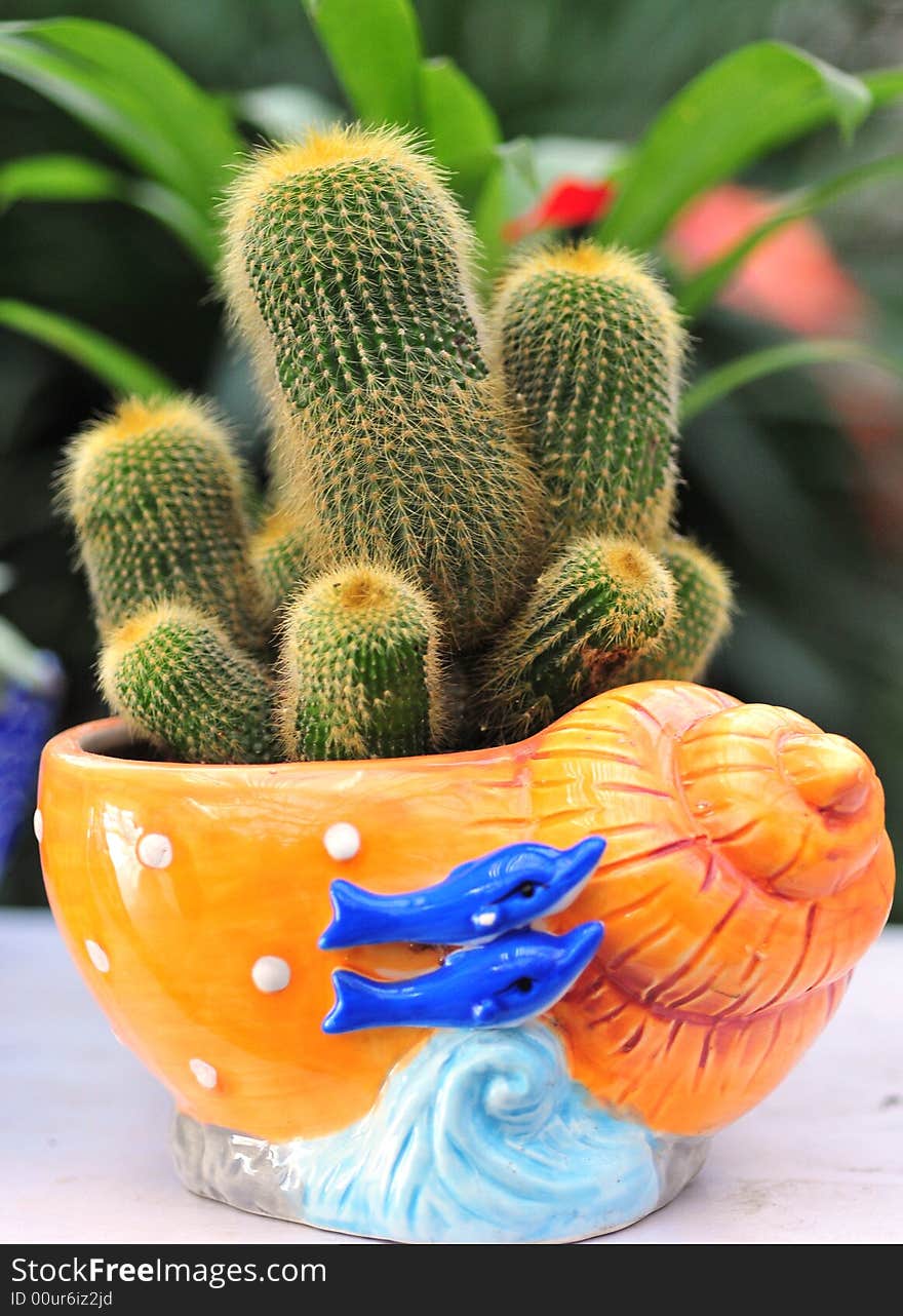 Cactus bowl