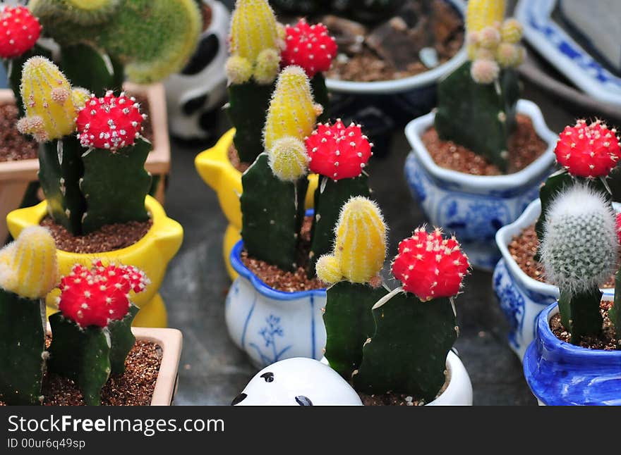 Cactus in basket bowl