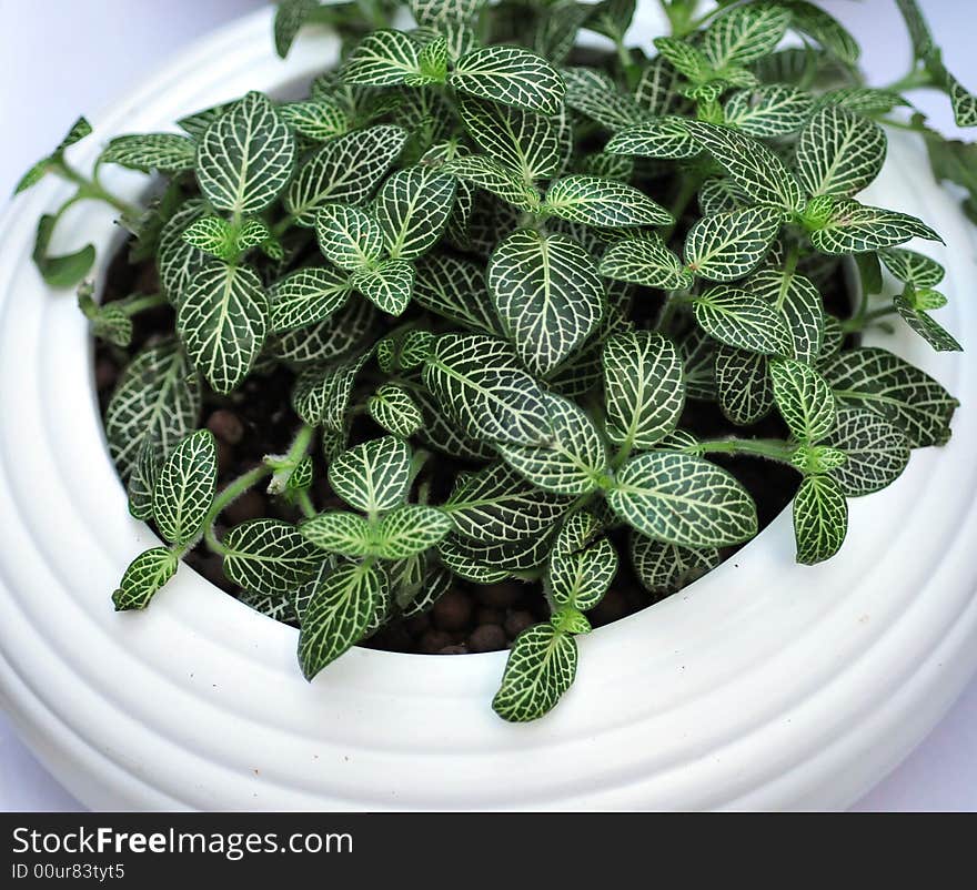 Scenery In Bowl