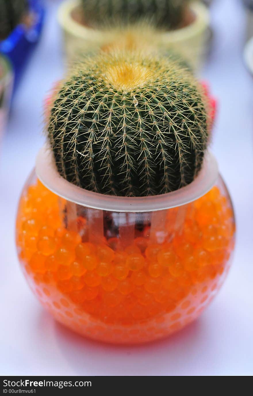 Beautiful Cactus bowl with balls