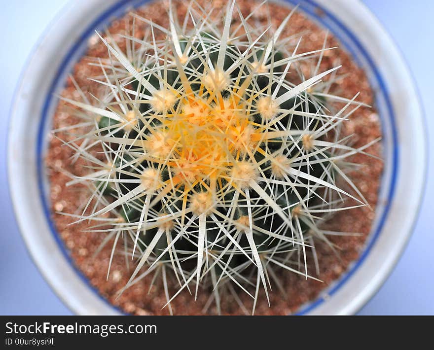 Cactus bowl