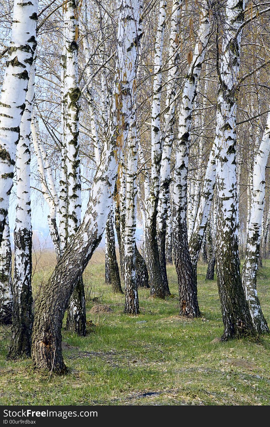 There are many birches against the background of blue sky and green grass. There are many birches against the background of blue sky and green grass