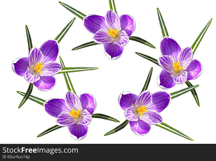 Isolated flowers of crocuses against the white background. Isolated flowers of crocuses against the white background