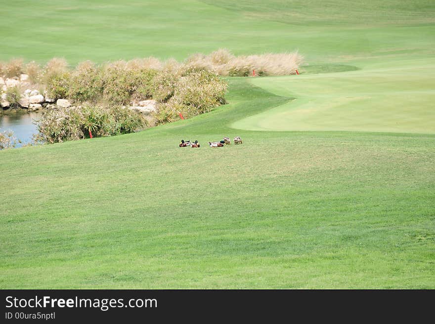 Ducks sitting on the fairway between a water hazard and a putting green at the Doha golfclub. Ducks sitting on the fairway between a water hazard and a putting green at the Doha golfclub.