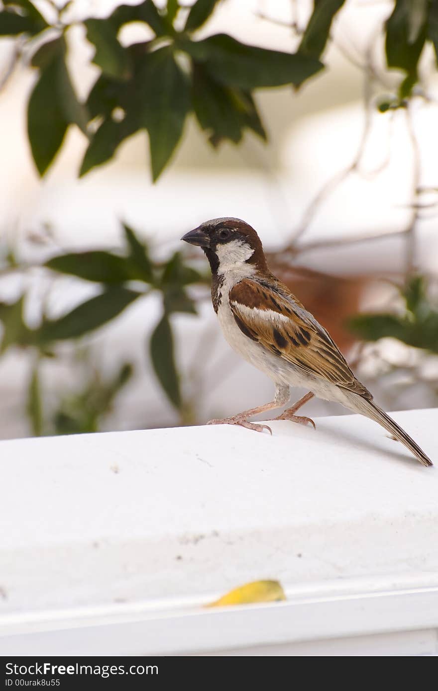 Sparrow on a wall