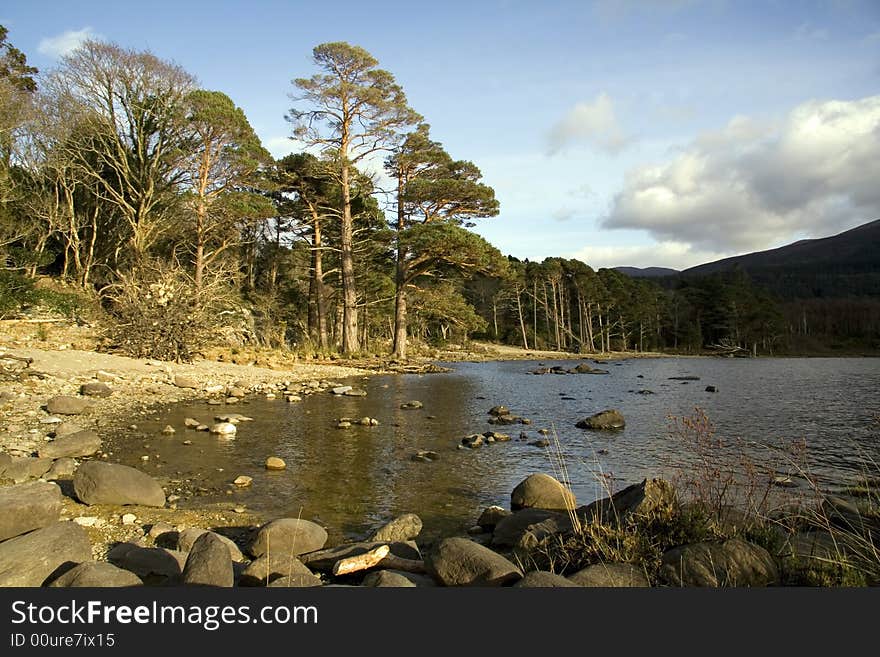 Trees along a lake