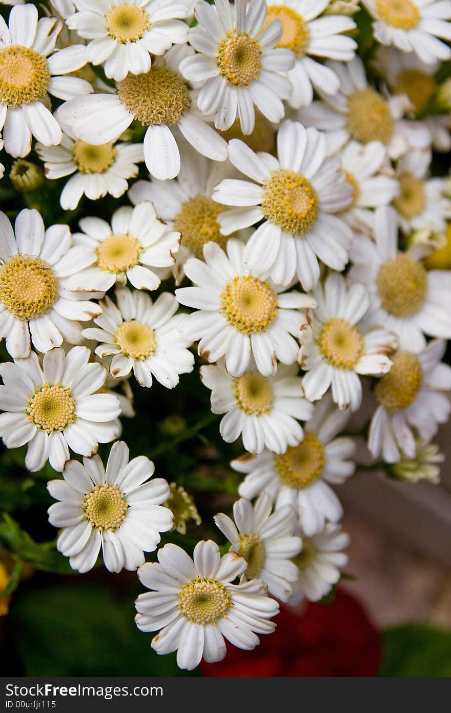 Bouquet of the white yellow flowers macro close up