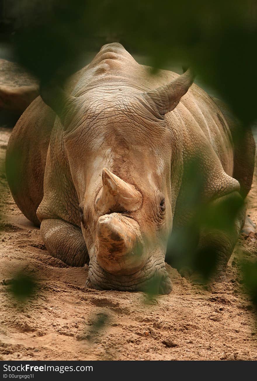 Close-up of White Rhinoceros; Ceratotherium Simum