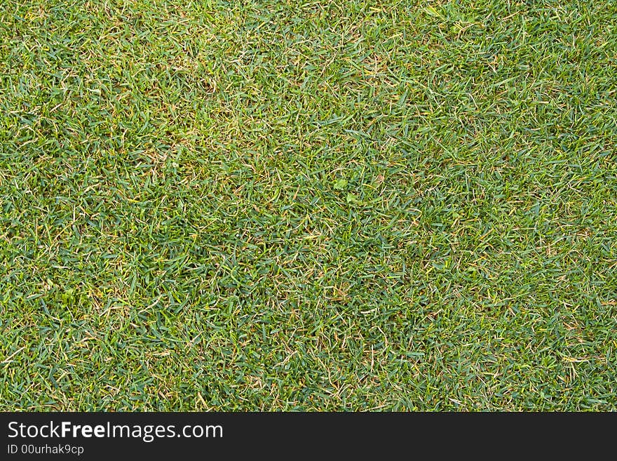 Green grass at field for golf