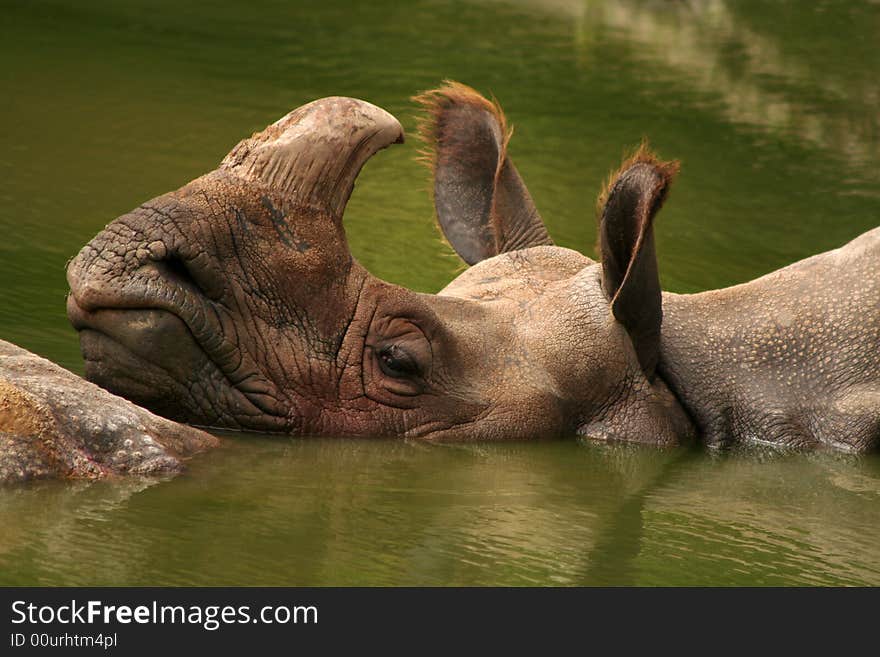 Rhinoceros; in the water - detail.