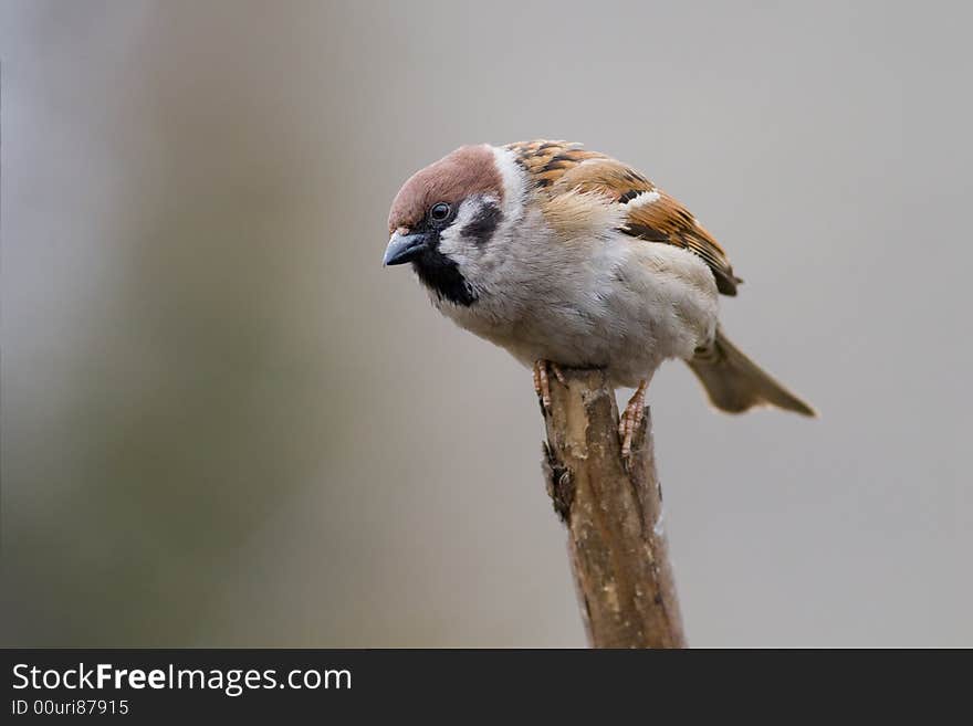 Bird - tree sparrow