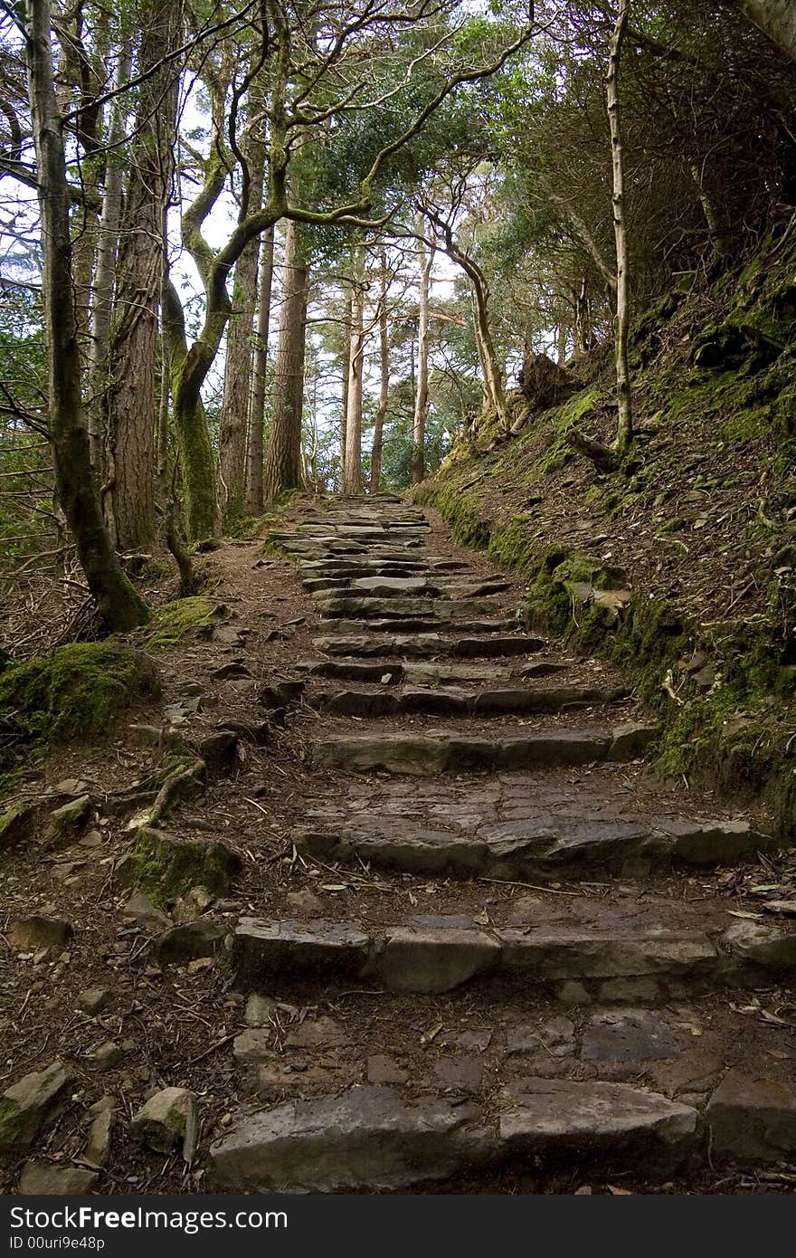 Stone Steps Under Trees