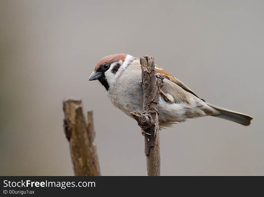 Bird - Tree Sparrow2